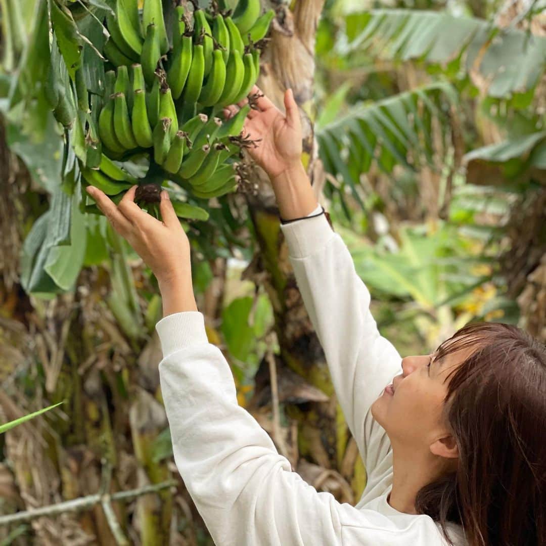 のインスタグラム：「今年もバナナ🍌は豊作になりそうです💛🍌💛🍌🐒🍌💛  あっちにもこっちにも、バナナが花を咲かせて実が出来てる❗️❗️6個はすでに大きくなってきてるから、牛糞の肥料をあげなきゃ✨大きくなーーれ🍌🍌  #okinawa  #okinawalife  #beachlife  #gardening  #banana  #organic  #自家製バナナ  #今年も豊作」