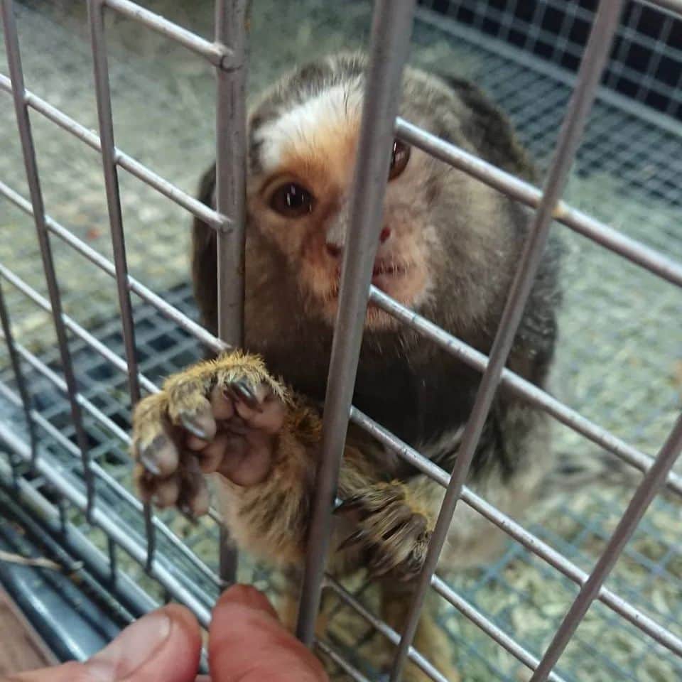 武蔵さんのインスタグラム写真 - (武蔵Instagram)「🐵  かわいいーーーーっ！！  握手してくれました♡  昔飼ってた猿を思い出してしばらく眺めてしまった。  ヤバイなー、欲しくなってきたな～  #武蔵  #コモンマーモセット #猿 #cute」2月10日 10時40分 - musashi_k1karate
