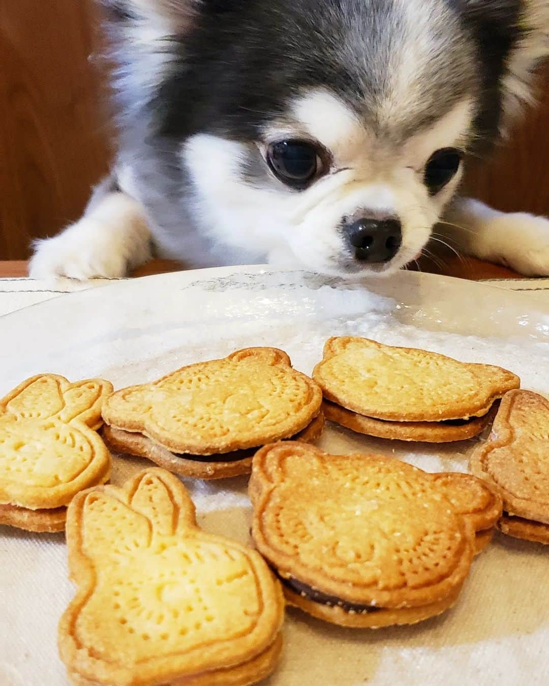 くるるのインスタグラム