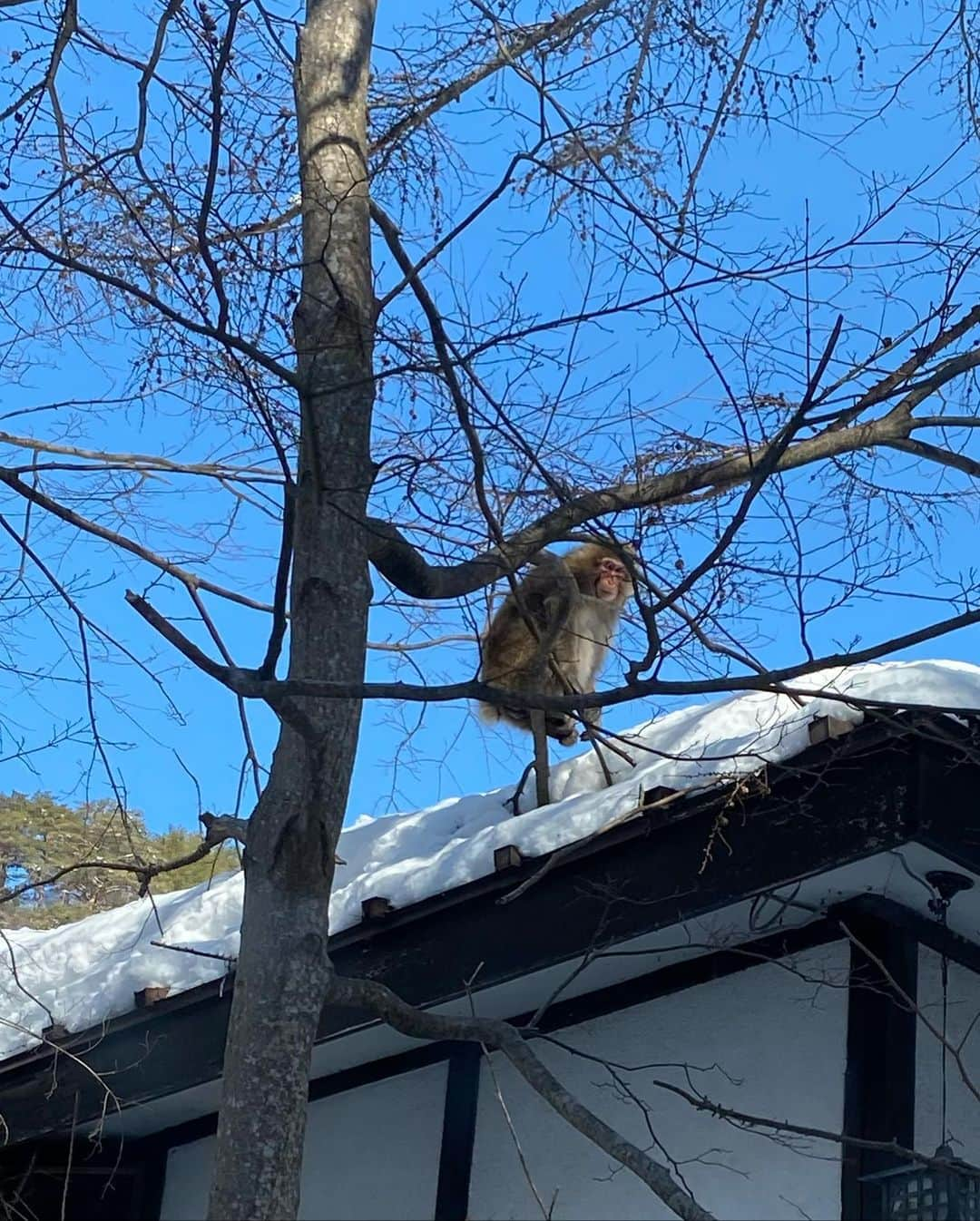 Lisaさんのインスタグラム写真 - (LisaInstagram)「Winter in Tochigi ❄️   There is a big chance to meet Japanese monkeys 🐒 **** 冬の栃木県❄️  野生の日本猿に出会った！🙊🙈🙉  場所: #湯西川温泉 #華厳ノ滝 #日光東照宮  #中禅寺湖  ............ #日本猿 #栃木県 #冬旅 #雪 #japantrip #japantravel #japan #tochigi」2月10日 21時30分 - lisa.sekai