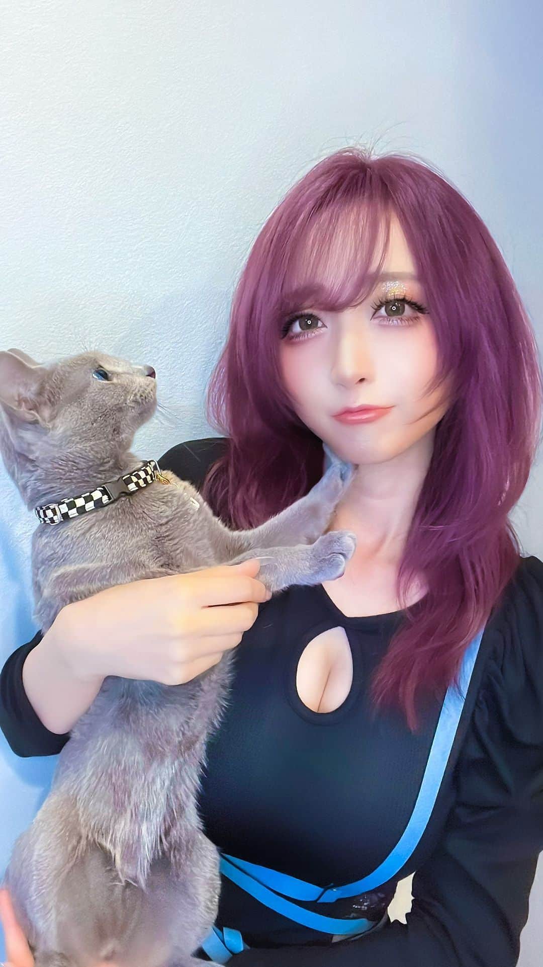 のインスタグラム：「肉球の日だったので🐱🌼 ネコチャンとカモミール  🐱🌼  ネコチャンの名前は ナイトくん  🐱🌼  TikTok検索▶︎▶︎@chamomile_chami Twitter検索▶︎▶︎@chamomile_chami YouTube検索▶︎▶︎カモミールCH cosplay pixivFANBOX検索▶︎▶︎カモミール  🐱🌼  #肉球の日  #肉球  #猫  #猫のいる暮らし  #猫写真  #猫好き  #cat  #catlover  #catsofinstagram  #catlife  #cats  #catsofinstagram  #instacat  #catlove  #cosplaygirl  #cosplayer  #cosplayerchamomile  #chamomilecosplay  #chamomile #russianblue  #russianbluecat  #ロシアンブルー  #ロシアンブルー好き  #コスプレイヤーカモミール  #コスプレ女子  #イケメン  #イケメン男子  #派手髪  #派手髪女子  #ハーネス」