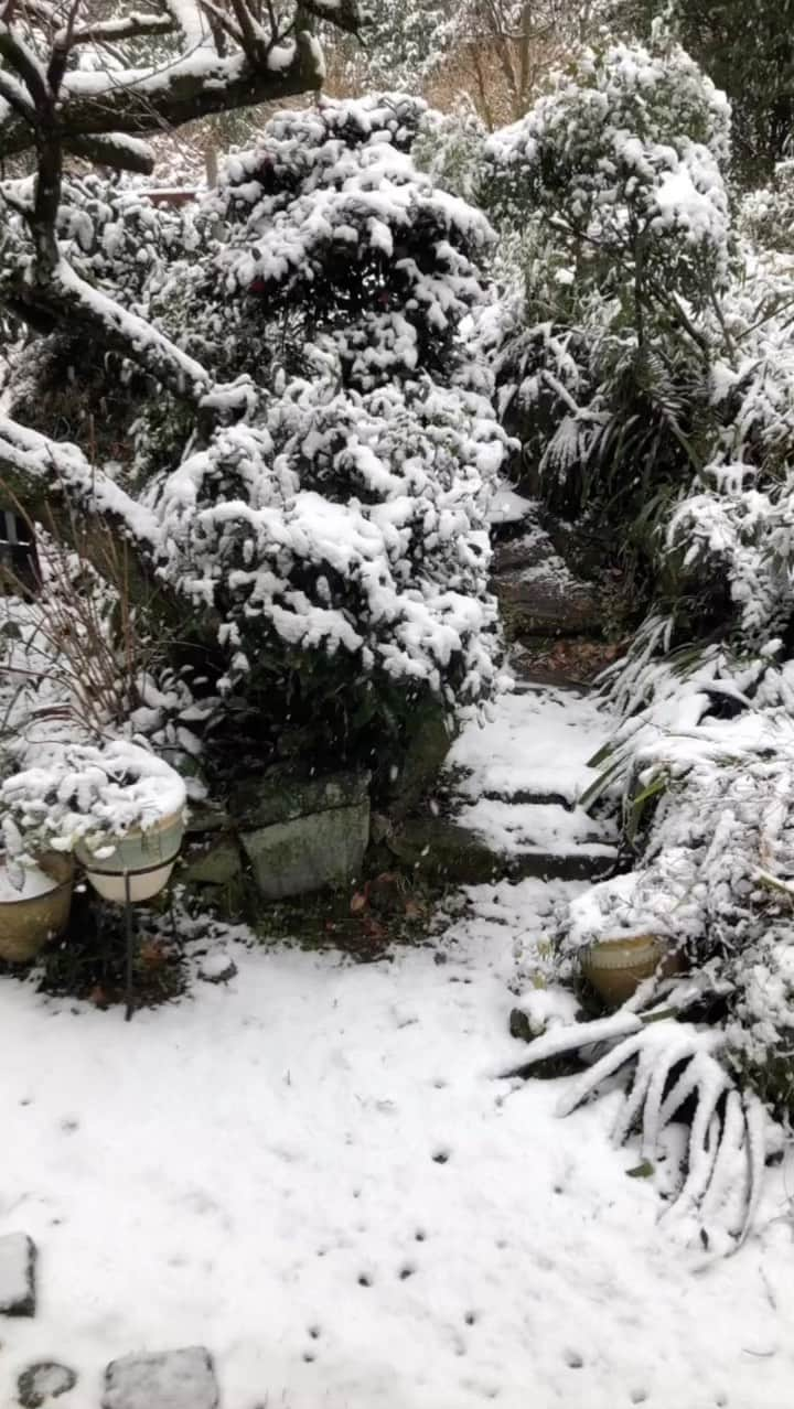 中野佑美のインスタグラム：「. . ココなっつと雪❄️☃️ 今日は朝から雪だよ〜  庭に出してみました🤣 なんだか　楽しそうだね♪  . . . #ココなっつ  #ココなっつの冬 #ココなっつと雪  #2023/2/10 #トイプードル  #ぽめらにあん  #雪と犬  #楽しそうな犬  #peco  #wankoclub  #多頭飼い」