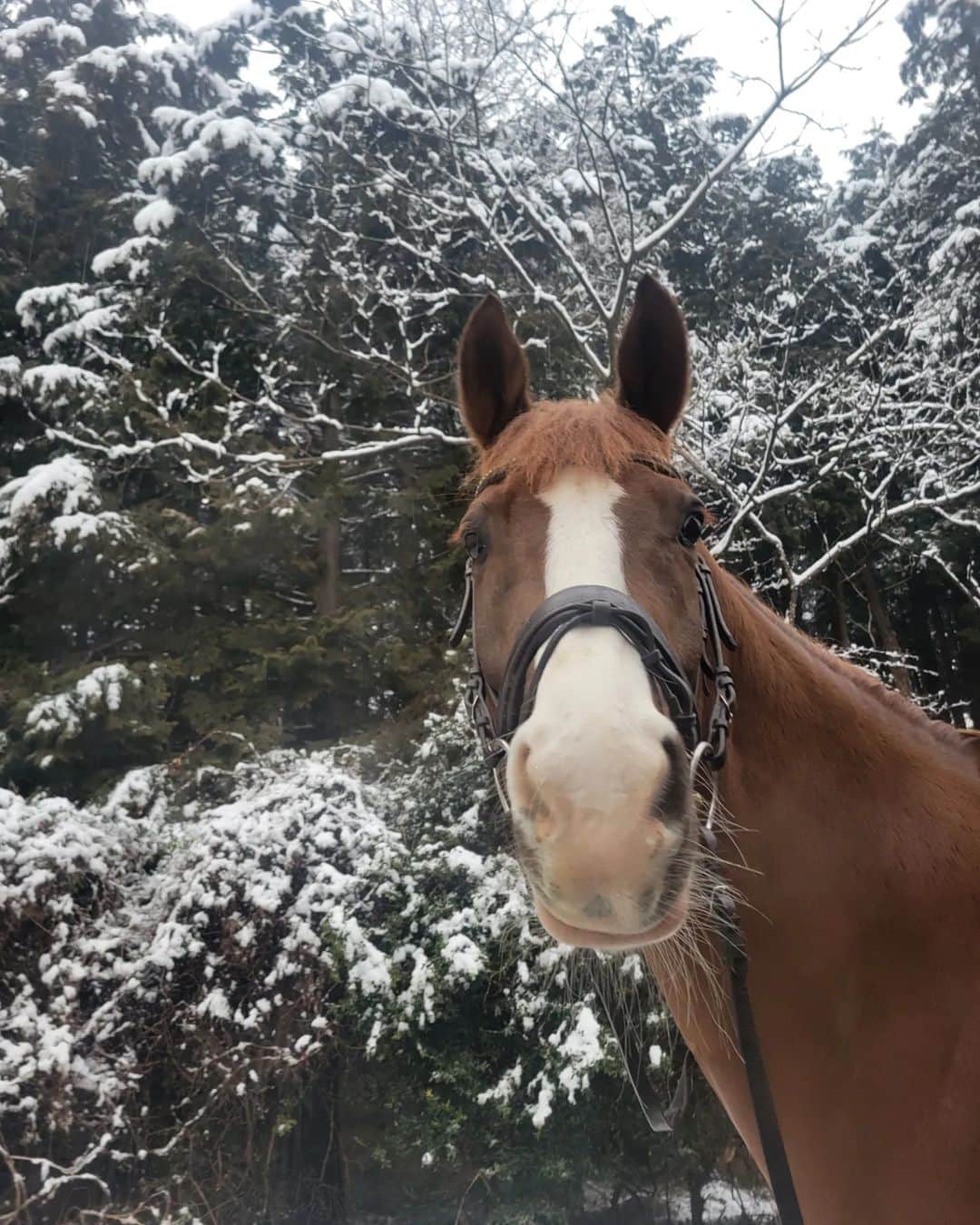 林伸伍のインスタグラム：「積もりました⛄️」