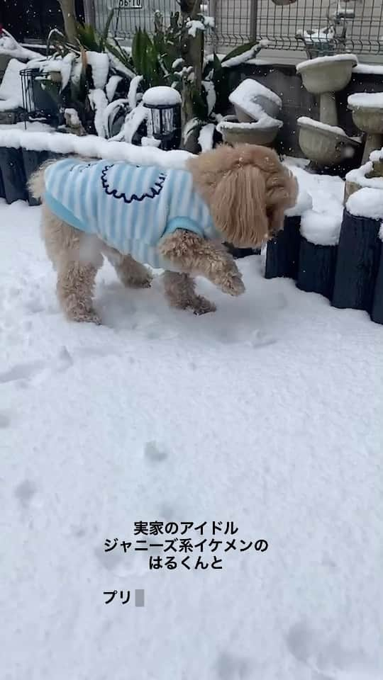 和田奈美佳のインスタグラム：「⛄️⛄️⛄️  実家のアイドル ジャニーズ系イケメンの はるくんと  実家のプリンセスこと ジュニ子さん  動画を見ているだけで癒されるぅ〜⛄️  #マルプー #ヨープー #ミックス犬 #実家で溺愛 #ぬいぐるみみたいで可愛い #親バカ部  #和田奈美佳」