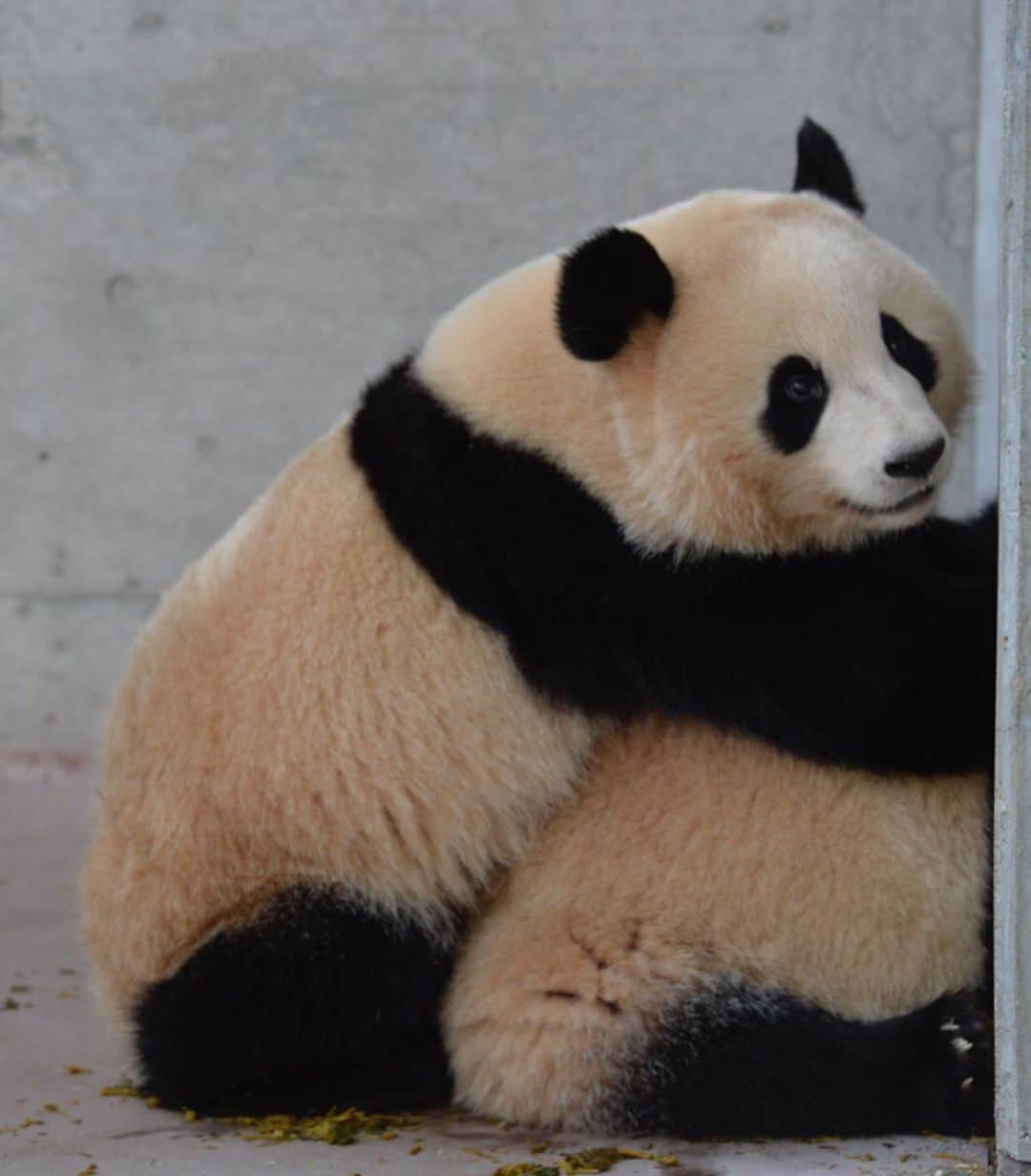 パンダ（白浜）のインスタグラム：「Thanks, Love, Origin of HELLO PANDA #桜浜 #桃浜　🌸🍑 #cutepanda #giantpanda #ジャイアントパンダ　#赤ちゃん #baby #funny #panda #パンダ #pandababy #pandas #cute #animal #animals #zoo #baby #love #adventureworld #アドベンチャーワールド ⭐︎ #pandamentalcosplay」