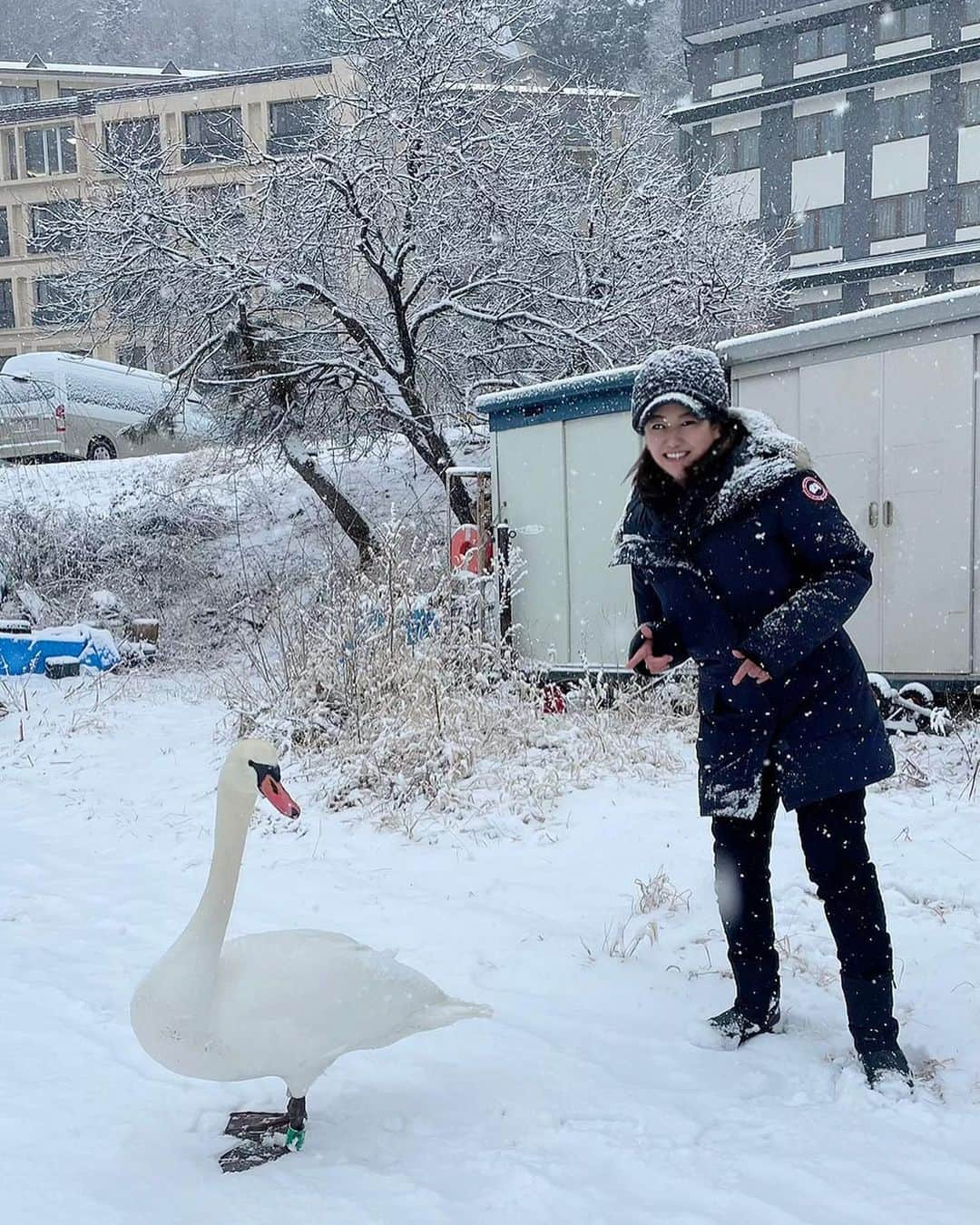 岡安弥生のインスタグラム：「今朝は、富士河口湖で生中継していたら、白鳥さんが、そばに近づいてきて、一緒に雪のリポート❄️🥰 可愛かったぁ#雪リポート#積雪#河口湖#大雪#生中継#真っ白#白鳥#珍客#出演#かわいい#羽鳥慎一モーニングショー#report#kawaguchiko #yamanashi#morningshow#live#snow」