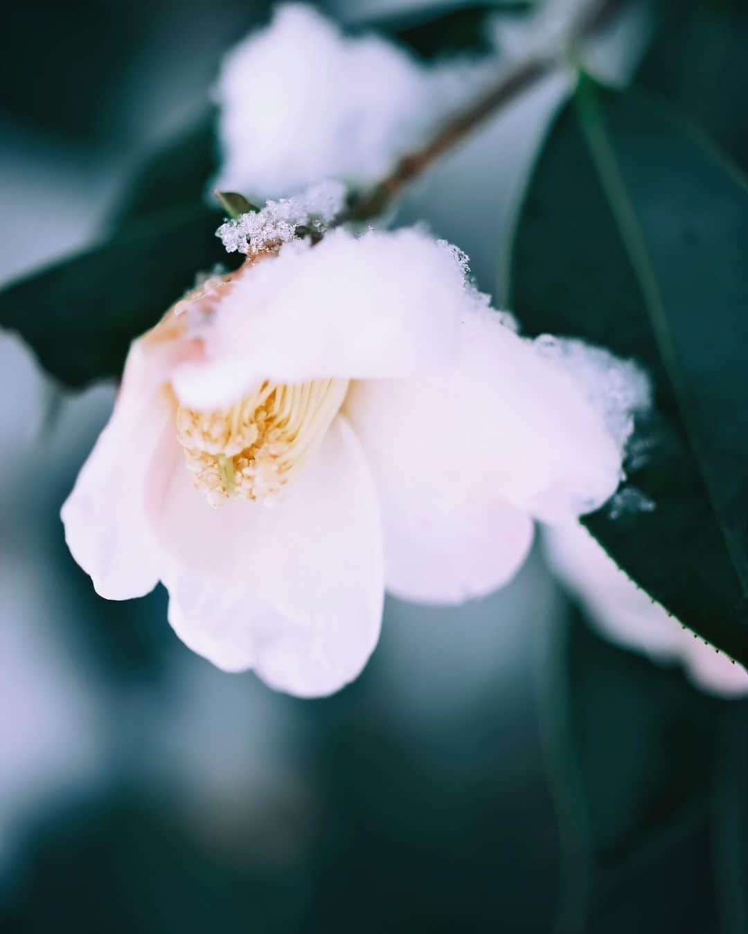国分真央さんのインスタグラム写真 - (国分真央Instagram)「. 雪、美しいです。 ⁡ ⁡」2月10日 17時47分 - mao_kokubu