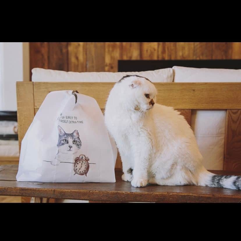 Cat's NapTimeのインスタグラム