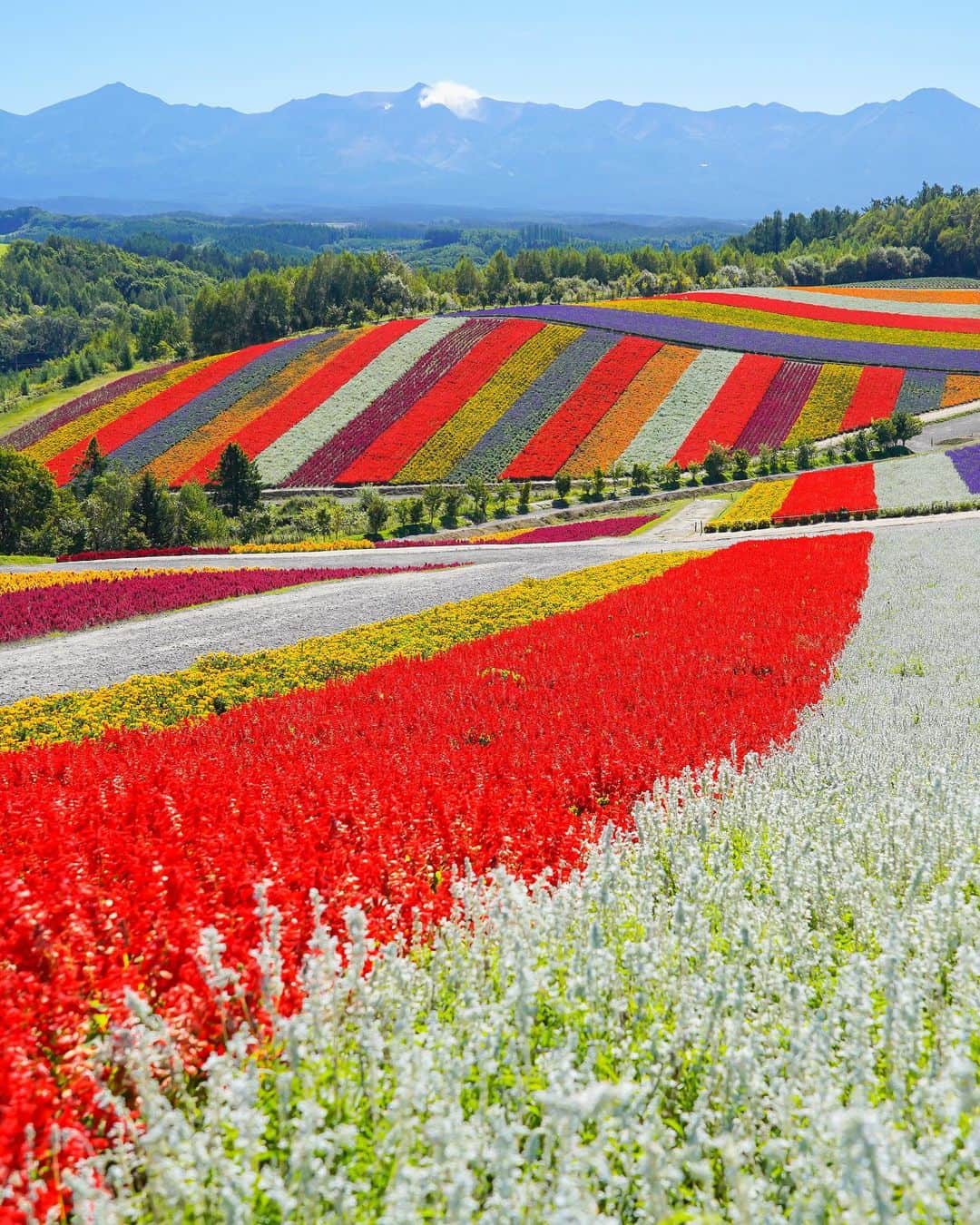 田島知華のインスタグラム：「【Japan🇯🇵Hokkaido】 2023年初投稿は美瑛を代表する絶景スポット、四季彩の丘。たくさんの花でパッチワークのように彩られています🌼  今年もたくさんの色に出会えますように。 Copyright © TAJIHARU _ #たじはるトリップ #TAJIHARU_japan #日本 #北海道 #美瑛 #四季彩の丘 #花畑 #日本の夏 #カメラ女子 #国内旅行 #japan #hokkaido #biei #shikisainooka #flowerpark #japantrip #igersjp #ptk_japan #photo_jpn #lovers_nippon #japan_daytime_view #bestjapanpics #beautifuldestinations #earthpix #discoverearth #wonderful_places #awesome_phototrip」