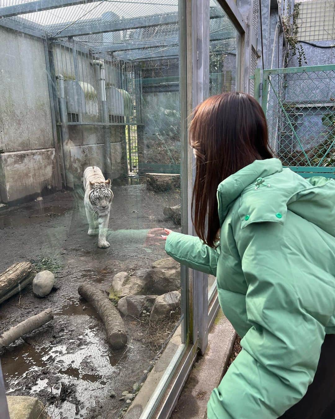 なーちゃんさんのインスタグラム写真 - (なーちゃんInstagram)「動物園デートした日🦒 ここの動物園すっごい近くで見れて餌もあげれて幸せだった🥹 ライオンコーナー1時間くらいいたから、かっくんは早く帰りたそうでした🦁  みんなはなんの動物が好き？🤭  #かけまる #なーちゃん #動物園 #デート #animals」2月10日 19時51分 - natsuki_gun