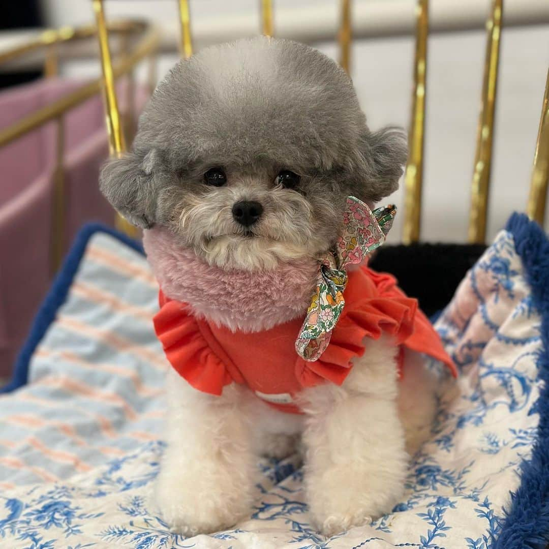 띠비비샤샤루루슈엘のインスタグラム：「. 안녕하세요  . . . #Ru #루 #Teddybear #poodle #toypoodle #푸들 #토이푸들」