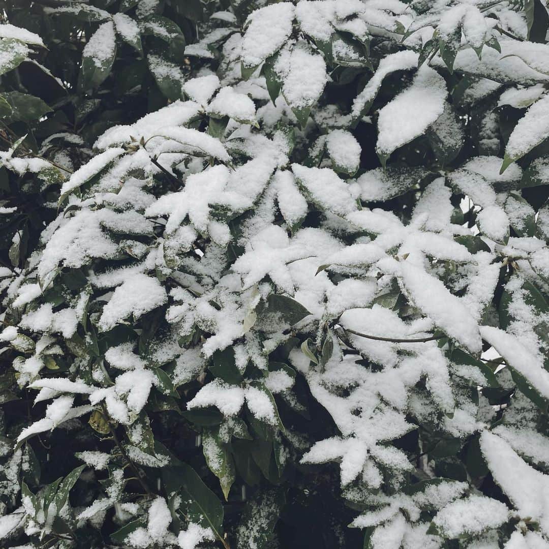 樋口柚子のインスタグラム：「雪を掬ってる葉っぱ☃️🌿」
