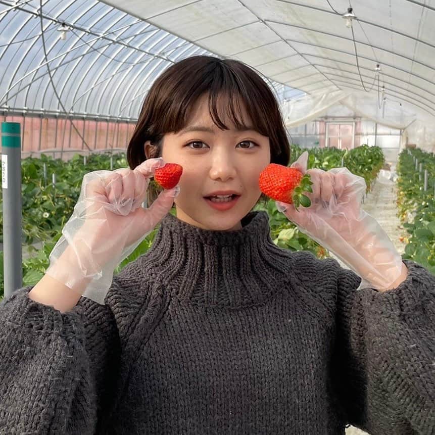 くっきーさんのインスタグラム写真 - (くっきーInstagram)「. 島根県安来市のAwai撮影で お世話になった、 いちごの大森ファーム ( @strawberry_farm_omori ) さんから頂いたいちご🍓  大粒でびっくりするくらい甘くて もったいないから ちょこっとずつ食べてる  撮影のときはいちご狩りもさせて頂きました 初いちご狩りの思い出🌱  #いちご狩り #いちご好き #苺  #島根県安来市 #島根 #島根旅行 #島根観光」2月10日 20時25分 - yuka_kukita01