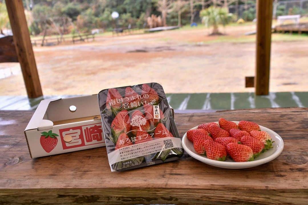 山本隆弘さんのインスタグラム写真 - (山本隆弘Instagram)「宮崎のイチゴ甘かったなー🍓 #宮崎 #やよい姫 #あろはすファーム」2月10日 20時37分 - yamamototakahiro5