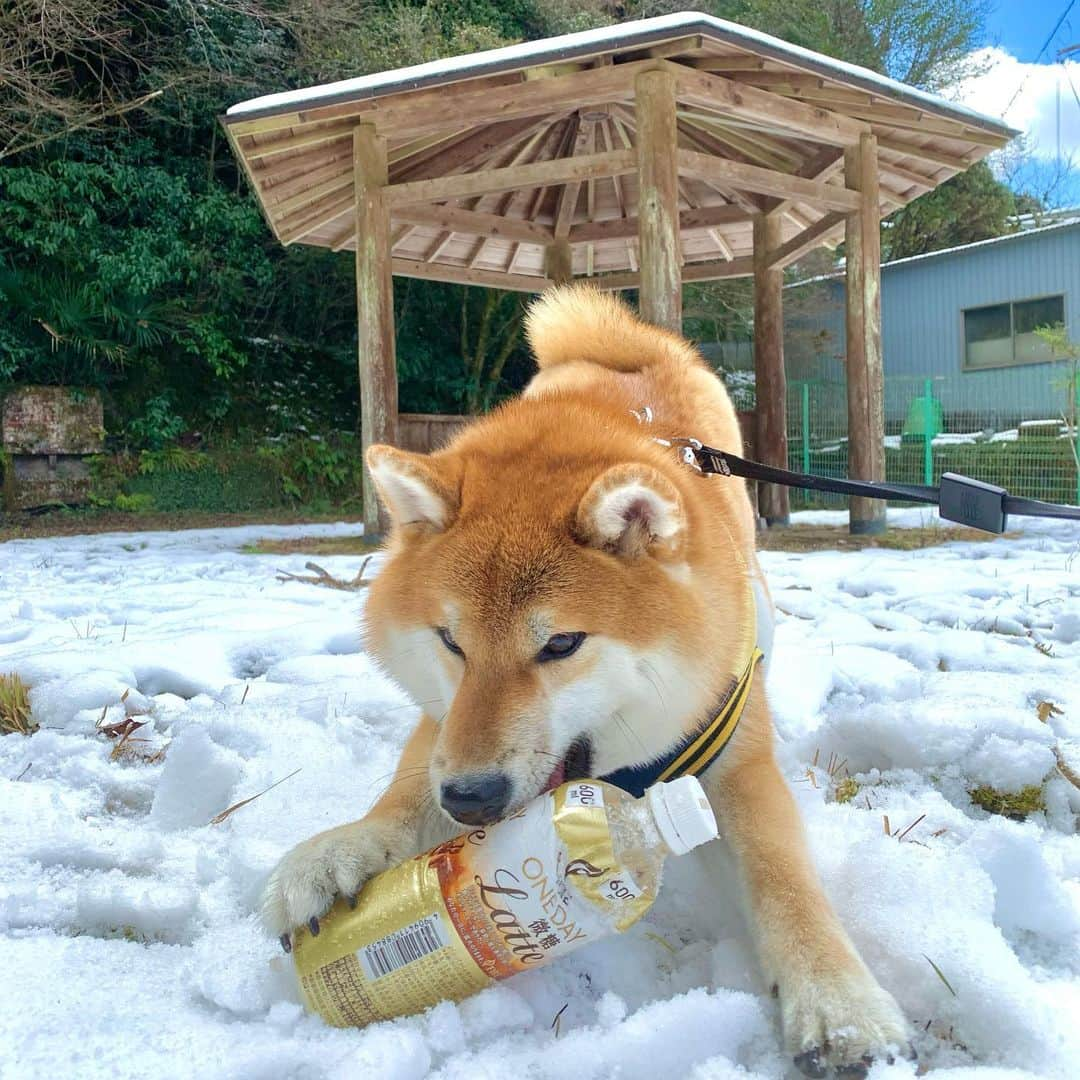 和風総分家のインスタグラム：「前回のYouTube！大好評です⛄️  雪道かなり怖かったけど可愛いコマちゃんをお見せすることができて幸せなのでOKです🕊  —————————— YouTube40万人🎉 ありがとうございます！！！！ \\\\全く実感がありません/////  マイペースですが変わらず活動していきます♪  #柴犬ライフ  #柴犬のいる暮らし  #犬の散歩  #tiktokdog  #和風総分家」