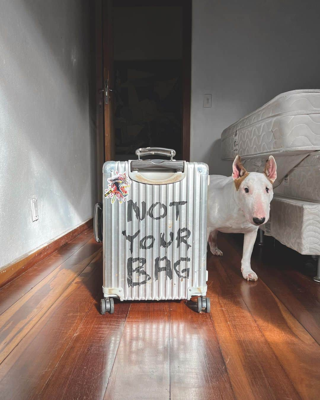 ラファエルさんのインスタグラム写真 - (ラファエルInstagram)「JIMMY, like some other dogs I know, is always sad when he sees a suitcase or travel bag.  they know we are going to travel and they hate it. What he doesnt know yet is that I dont travel without him anymore. The good part is that we are always ready for a new adventure. The world is big and we want to get a good look at it before it gets dark . .  JIMMY , como alguns cachorros que eu conheco, sempre fica triste quando ve alguma mala ou bolsa de viagem. eles sabem que a gente vai viajar e eles odeiam isso. O que ele nao sabe ainda eh que eu nao viajo sem ele mais. A parte boa eh que a gente ta sempre pronto pra uma aventura. O mundo eh grande e nos queremos dar uma boa olhada nele antes de tudo ficar escuro」2月10日 21時11分 - rafaelmantesso