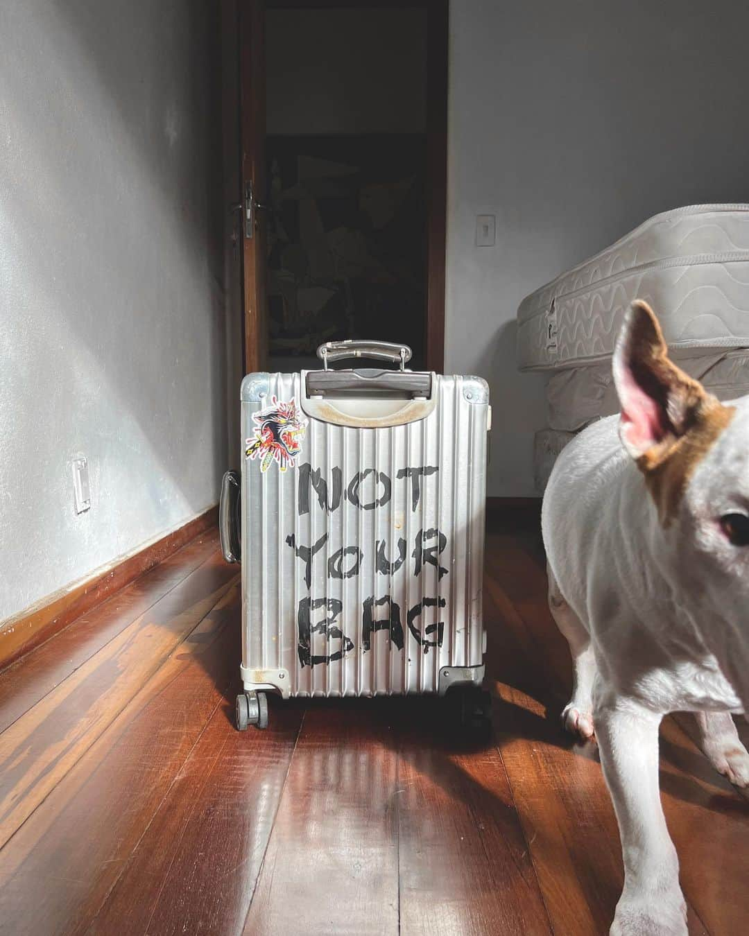 ラファエルさんのインスタグラム写真 - (ラファエルInstagram)「JIMMY, like some other dogs I know, is always sad when he sees a suitcase or travel bag.  they know we are going to travel and they hate it. What he doesnt know yet is that I dont travel without him anymore. The good part is that we are always ready for a new adventure. The world is big and we want to get a good look at it before it gets dark . .  JIMMY , como alguns cachorros que eu conheco, sempre fica triste quando ve alguma mala ou bolsa de viagem. eles sabem que a gente vai viajar e eles odeiam isso. O que ele nao sabe ainda eh que eu nao viajo sem ele mais. A parte boa eh que a gente ta sempre pronto pra uma aventura. O mundo eh grande e nos queremos dar uma boa olhada nele antes de tudo ficar escuro」2月10日 21時11分 - rafaelmantesso