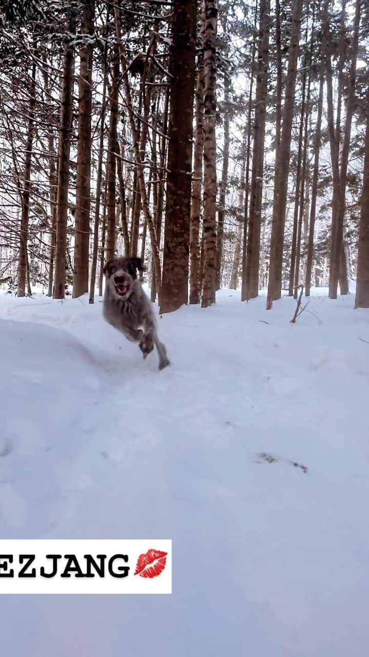 WAMPERSのインスタグラム：「#dogs#lovemylife #犬#暮らし#北海道#雪#雪国」