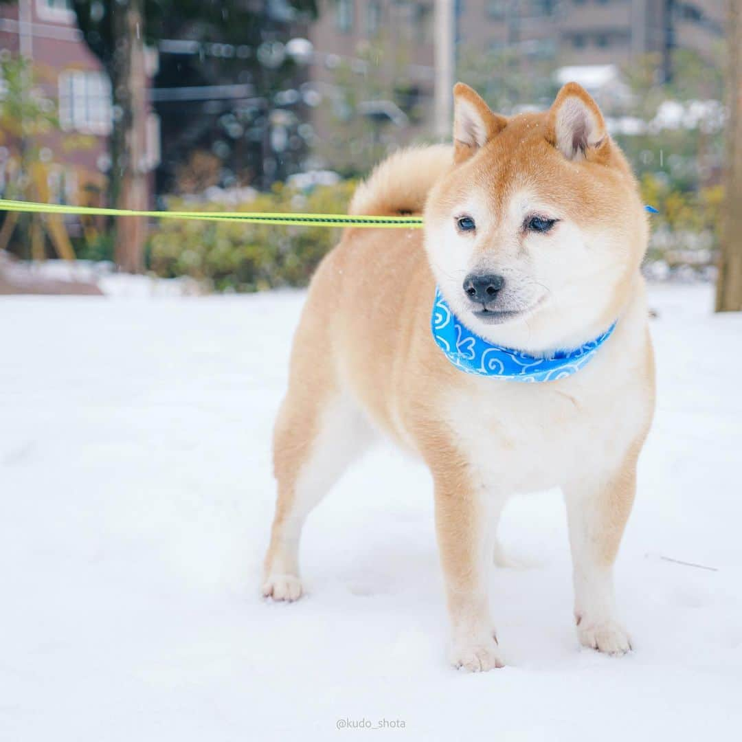 クドさんのインスタグラム写真 - (クドInstagram)「じゃがまる  冬らしい写真が撮れたので投稿。  昨日は職場で5回目のワクチンを接種して副反応で一睡も出来ず。今日は休日を潰す勢いで一日中寝込んでやろうと意気込んでいたのですが、降り積もる雪にテンションがあがって、じゃがまるを連れて近くの公園をパトロールしてきました。雪って降ってる間は楽しいけど、翌日の出勤が非常に面倒。明日、地面が凍っていないことを祈るばかり。  #柴犬 #豆柴 #9歳  #じゃがまる #関東は雪  #凍結に注意 #lumixgh6」2月11日 1時12分 - kudo_shota