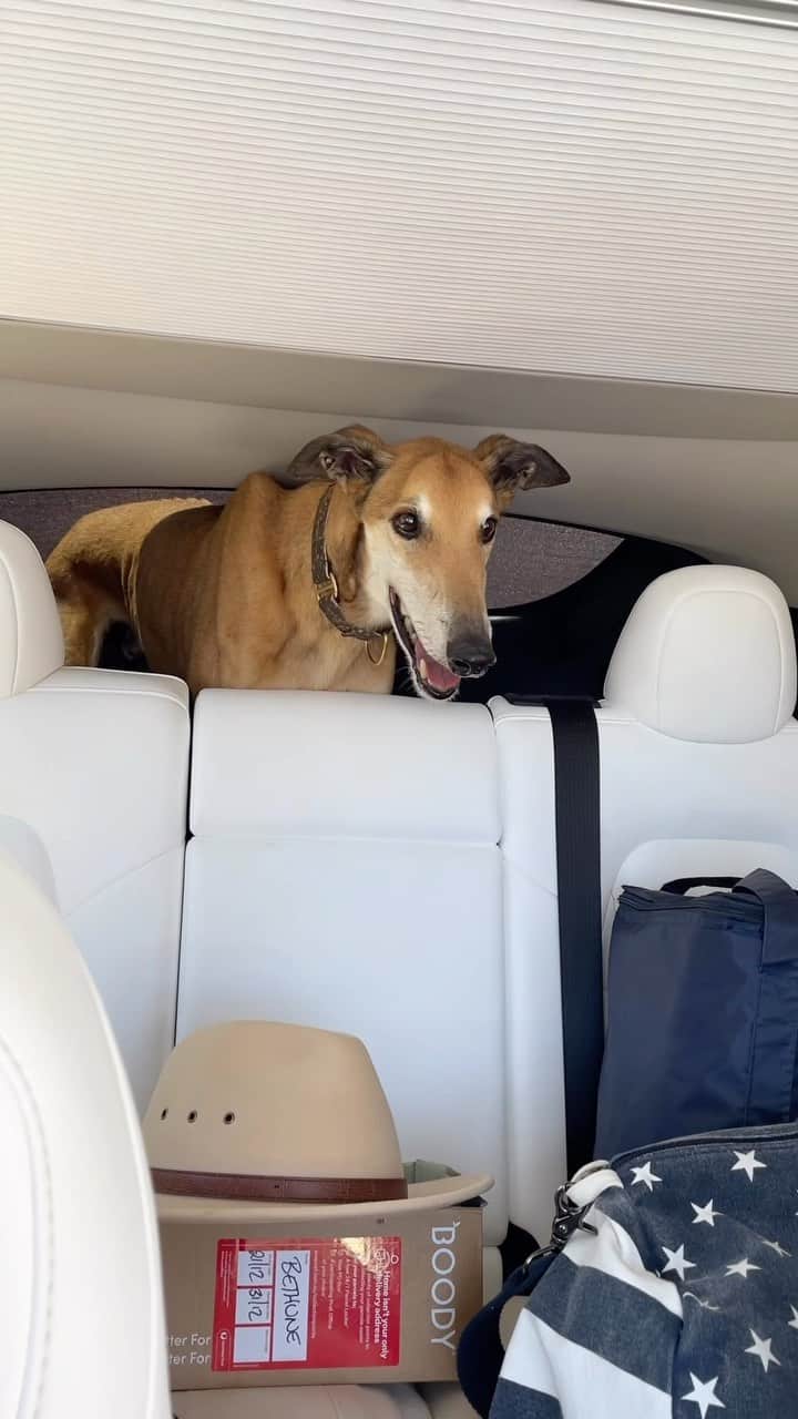 Teslaのインスタグラム：「Keep an eye on your puppy with Dog Mode & the Tesla app 🐕   🎥 @ryanjaycowan」