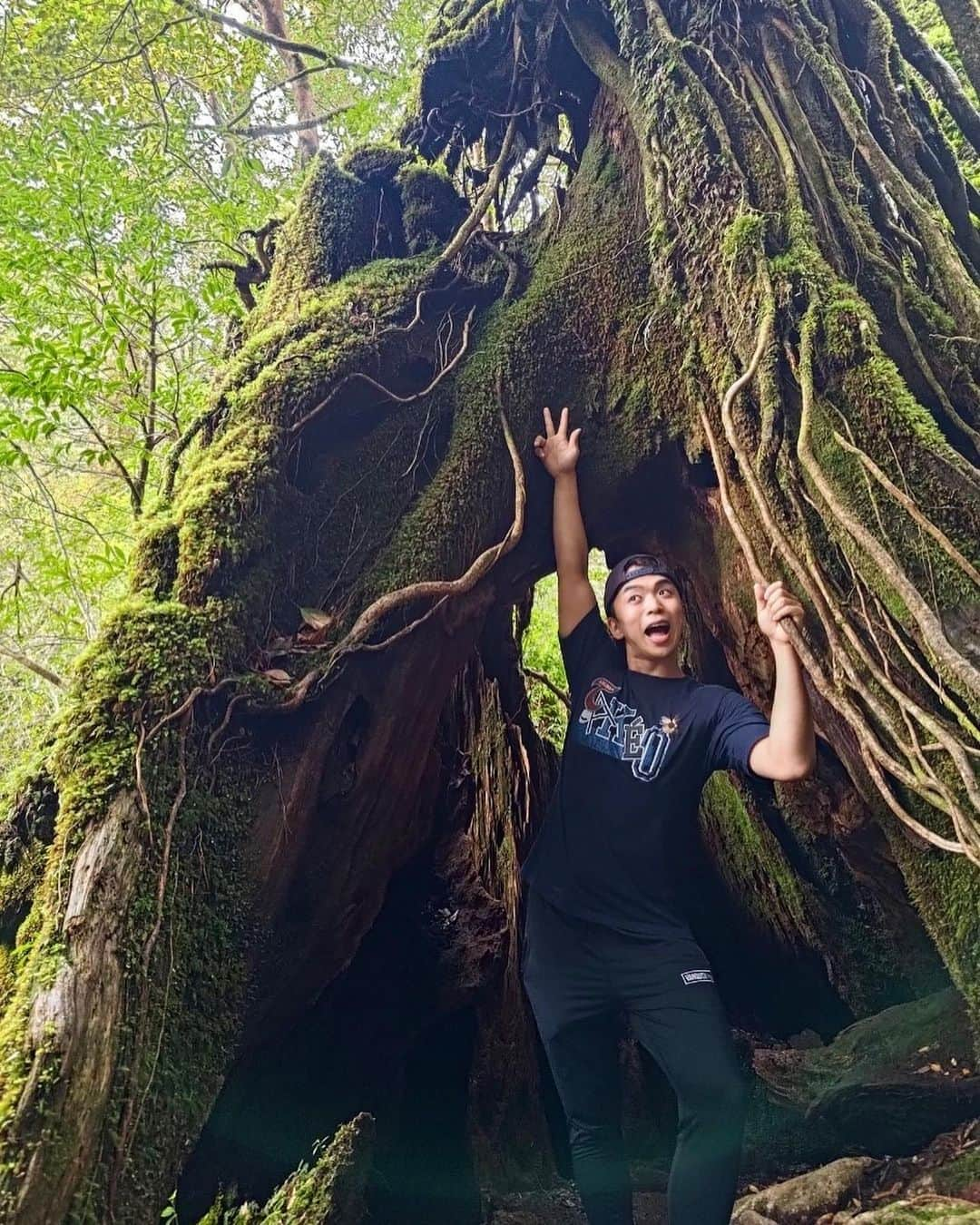 おしらのインスタグラム：「🌲 あなたの心の世界遺産 屋久島、杉の妖精おしら です。  いつもは花粉をばら撒く憎き存在ですがこうやって見るとまじ可愛い木。 東京でくしゃみするたびに君たちのことを思い出すよ。  ちなみにもののけ姫のモデルになった地域らしい🐩 最高でしたわ🫶」