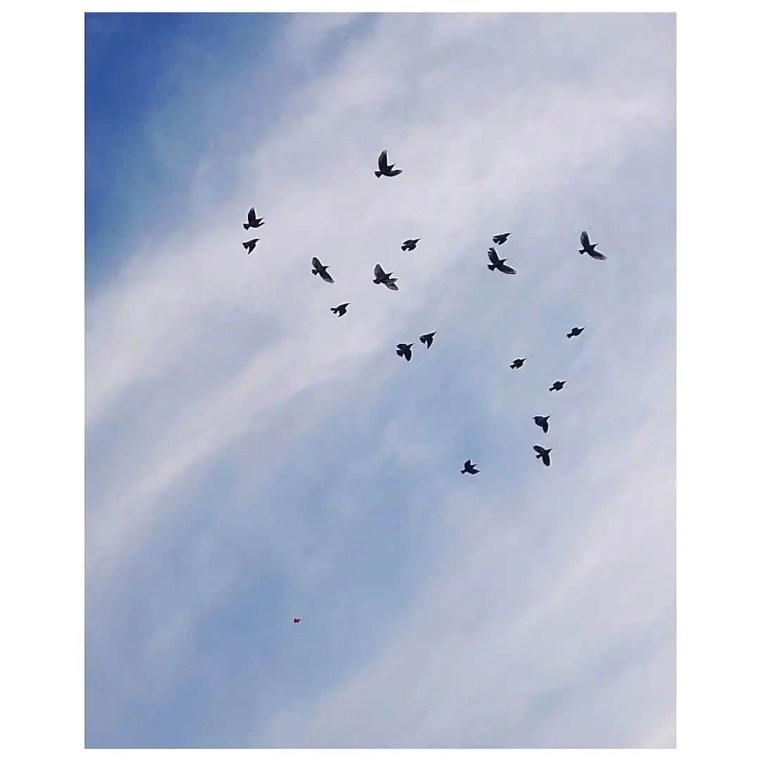花村怜美さんのインスタグラム写真 - (花村怜美Instagram)「一点の赤。 #空 #雲 #鳥 #凧 #自然 #景色 #風景 #sky #cloud #clouds #fly #birds #red #kite #nature #landscape #japan」2月11日 17時10分 - satomi_hanamura