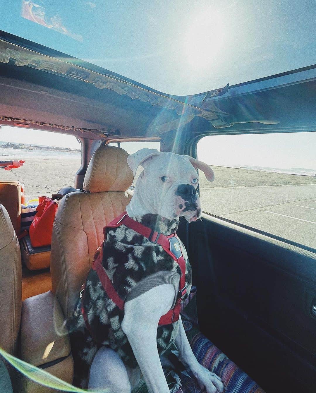 juntowaのインスタグラム：「めかと5時起きの朝活。飼い主もサーフィンやろうかな。#TAFT#サーフィン」