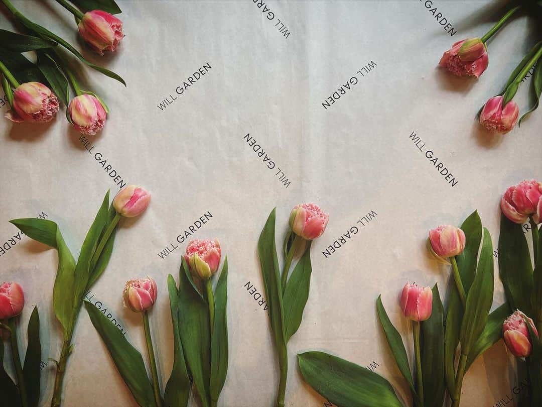 畑野ひろ子さんのインスタグラム写真 - (畑野ひろ子Instagram)「クイーンズランド🌷 蕾から開花とどの時期も可愛いくて大好きです。  #flowers #life #lifestyle #smile #willgarden」2月11日 10時37分 - hiroko_hatano_