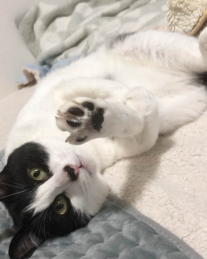 ぽんずのインスタグラム：「バレリーナですかね？  #ねこ#猫#猫好き#親バカ#はちわれ#ハチワレ#はちわれ猫#ハチワレ猫#白黒猫部#にゃんすたぐらむ#猫大好き#うちの猫自慢#白黒猫 #我が家のぽんずくん #ちゅーちゅー妖怪」
