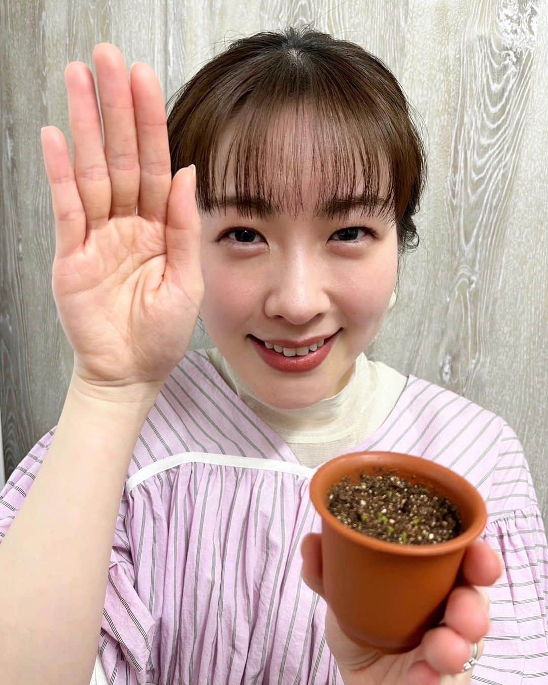 フジテレビアナウンサーのインスタグラム：「日種をまいたモニラリア🌱 ふと見ると芽が出ていました✨ 嬉しいです😆  三上アナも「小さくて可愛い」と言っていました🐰 引き続き、成長を見守ります🪴  #モニラリア成長日記 #モニラリア」