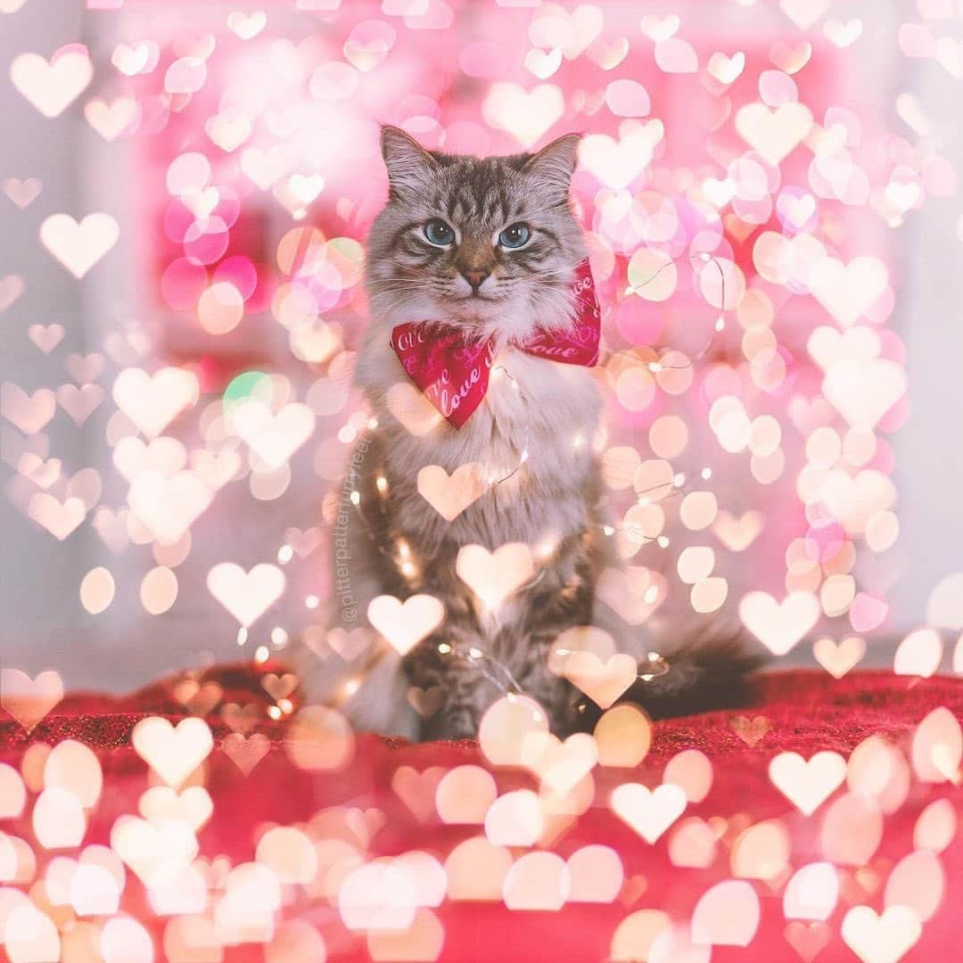 Holly Sissonのインスタグラム：「Handsome Finnegan ❤️ (📷: @hollysisson)  #cat #Siberiancat #bokeh #hearts #valentines」