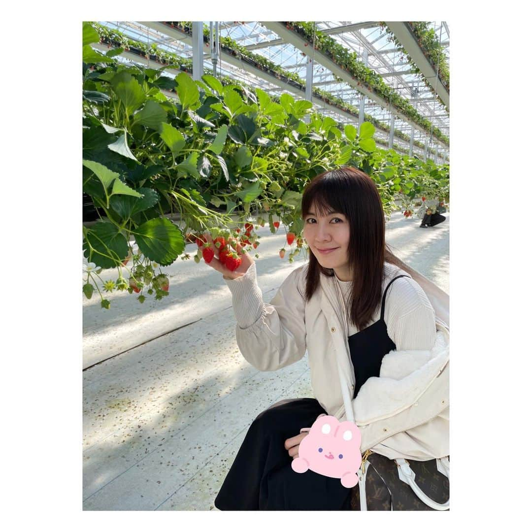 真坂美帆のインスタグラム：「🍓  いちご狩りに連れて行ってもらいました🍓✨  【 #空中いちご園 】って、はじめてだったのですが、ハウスの中がポカポカ温かくてゆっくり楽しめました。  わたしは『あまおとめ』が好きなんですが、人気品種らしく、だいぶ少なくなっていました。  とはいえ、食べたことがある品種ってそう多くはないので 好きな品種を増やしていけたらいいなって思いました。  #いちご  #いちご狩り  #苺  #いちご好き  #いちご好きな人と繋がりたい  #グランベリー大地  #声優  #桜坂美穂」