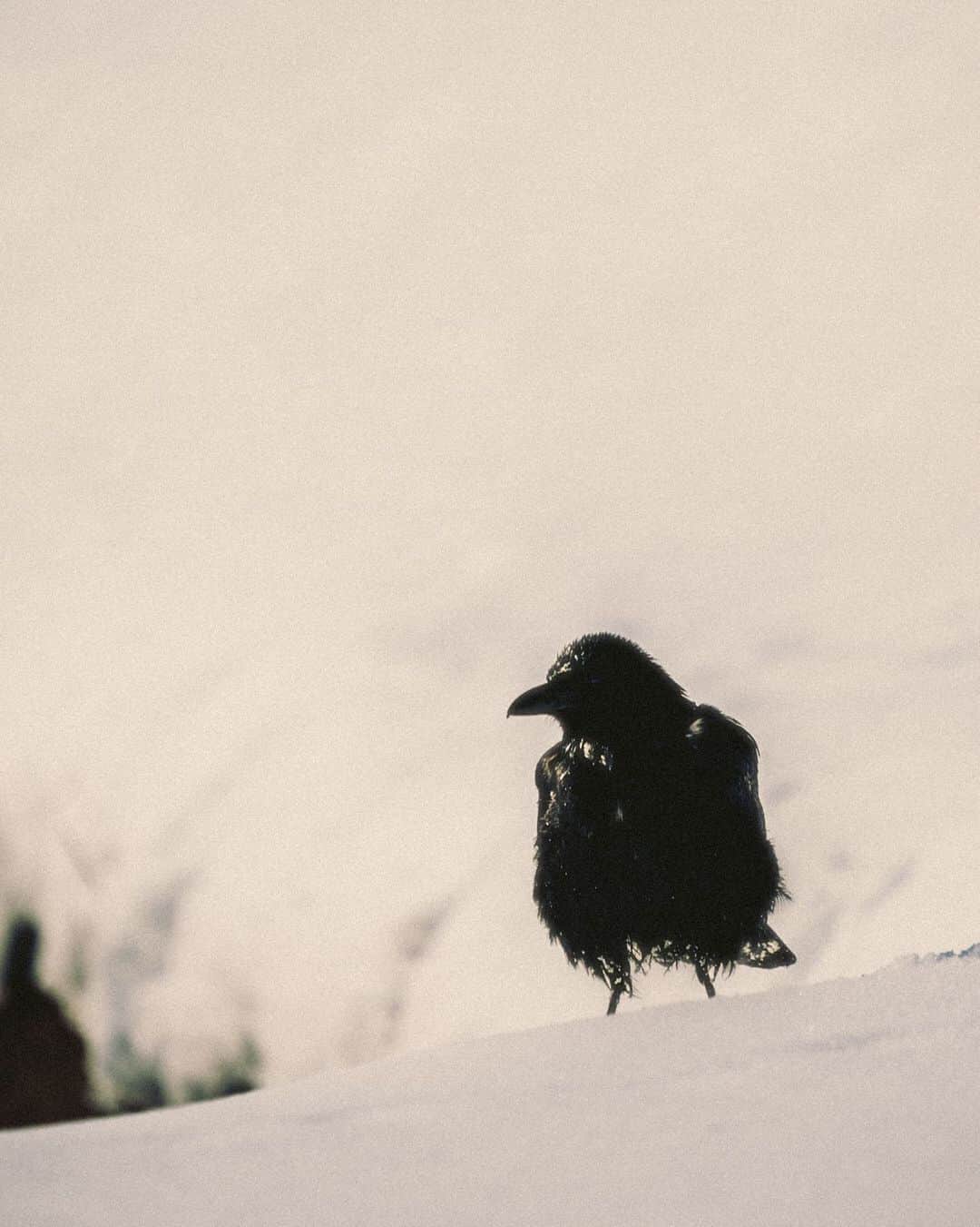 _msy_tのインスタグラム：「A crow in the snow.」