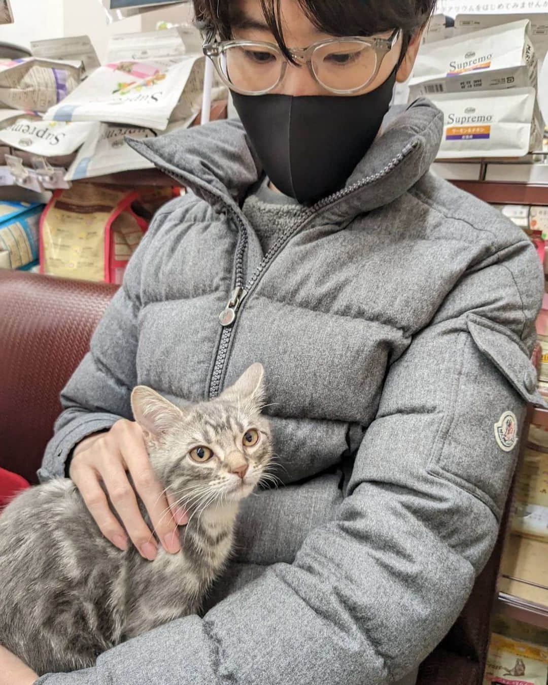 はんじょうさんのインスタグラム写真 - (はんじょうInstagram)「うちの実家に猫を買ってあげました とっても可愛い　アメショが1番好き」2月11日 20時23分 - hanjoudesu