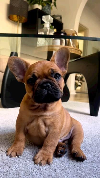 French Bulldogのインスタグラム