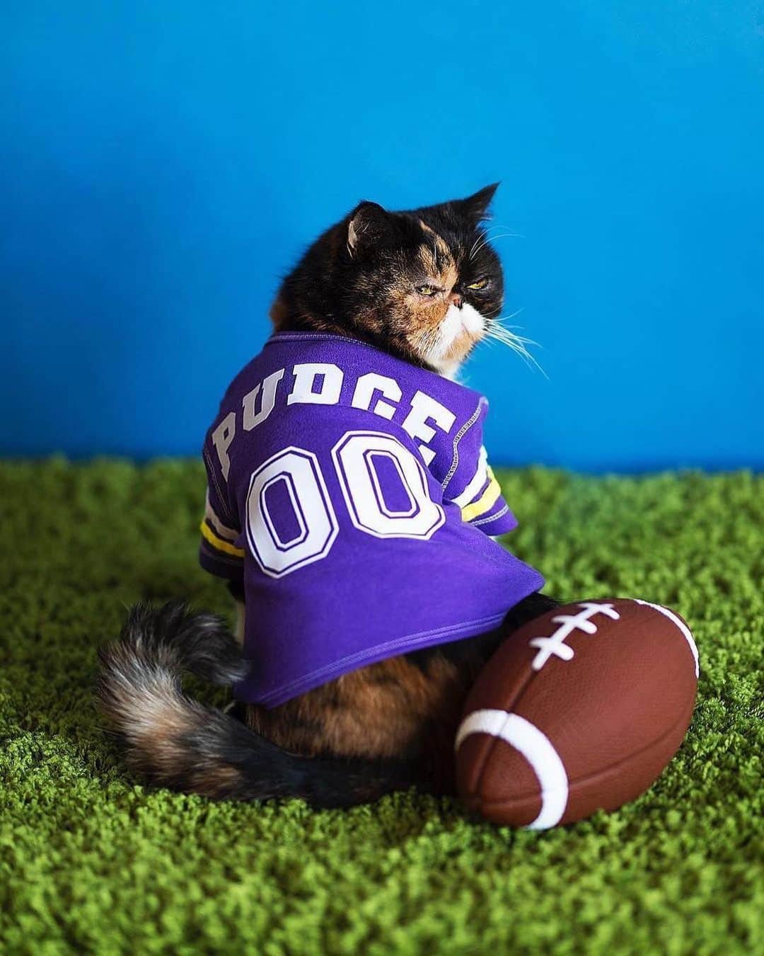 Pudgeのインスタグラム：「Pudge is ready for the #SuperBowl 🏈 I made this jersey out of a baby onesie many years ago… swipe for proof. (and that football is a dog toy 🤫)」
