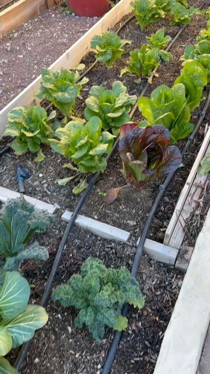 ジョシー・ビセットのインスタグラム：「Nothing like a salad from your mom and dad’s backyard!  I am inspired! I love you soooo much dad and Happy Birthday!  Question: Does anyone have one of those indoor Hydroponic Growing Systems like @garden.towers or @lettucegrow. I would love to know how you like it and if there are others to try. Thank you for sharing. Eat well + live well + be well = happy + healthy human  XO  #papajoesgarden #ilovecilantro」