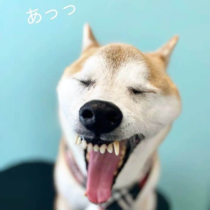 柴犬⭐️サスケさんのインスタグラム写真 - (柴犬⭐️サスケInstagram)「おはワン🐶⁡ ⁡#いやいやいやいや#優しくされたことありませんけどぉ#人選ぶ感じですか#こんなに貢いでも尽くしてもですか#柴犬#赤柴#トリミング#シャンプー#🛁#🚿#さすけ#いぬら部 #ふわもこ部 #わんだフォ #pecoいぬ部 #shibagram #shibainu #shibastagram #柴北会 #北海道」2月12日 3時59分 - shiba20150405