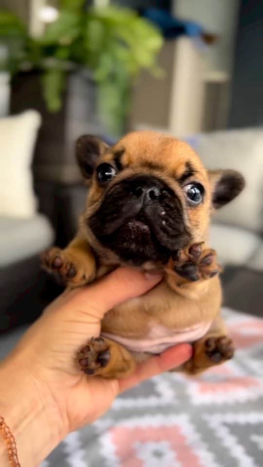 French Bulldogのインスタグラム