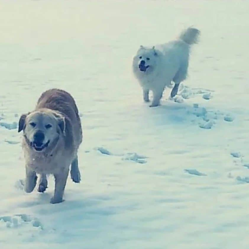 JUNO さんのインスタグラム写真 - (JUNO Instagram)「샤키♡호키 많은 분들께서 호키의 명복을 빌어주셨습니다 정말 감사합니다, 호키는 이제 샤키형 만나서 신나게 뛰어놀꺼에요  샤키&호키 정말 사랑한다」2月12日 12時12分 - kimmooyoung