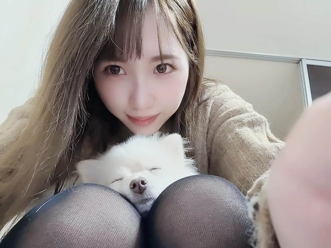 山内もえのインスタグラム：「. . ぽめ〜🐶 ⁡. . #フリーモデル #山内もえ #撮影依頼受付中 #撮影 #ポメラニアンが世界一可愛い #sexy #被写体 #model #モデル #トレーニー女子 #トレーニング女子 #ポメラニアン #beauty #pretty #cute #eye #筋トレ好きと繋がりたい #偶像  #瞳 #natural #photo #可爱的 #ぽめらにあん #ポメラニアン子犬 #makeup #photography #写真好きな人と繋がりたい #筋トレ女子」