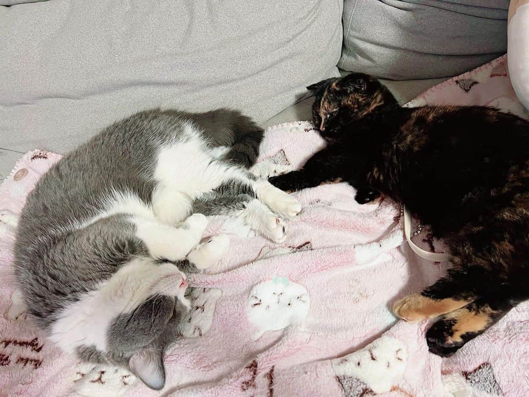 のインスタグラム：「可愛い世界🐈🐈‍⬛❤️  #ラテ様はハンモック #チーノ様　#トティ様　#里親 #猫のいる暮らし #猫のいる幸せ」
