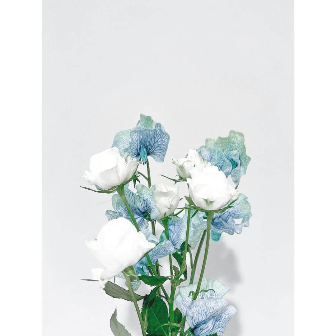 中村麗乃のインスタグラム：「☽  最近、一目惚れした子。　 白い薔薇には花言葉があるのに、 ブルーのスイートピーには花言葉がないらしい。 もし私がこの子に花言葉を選ぶとしたら どんな言葉を贈るかな、  .」