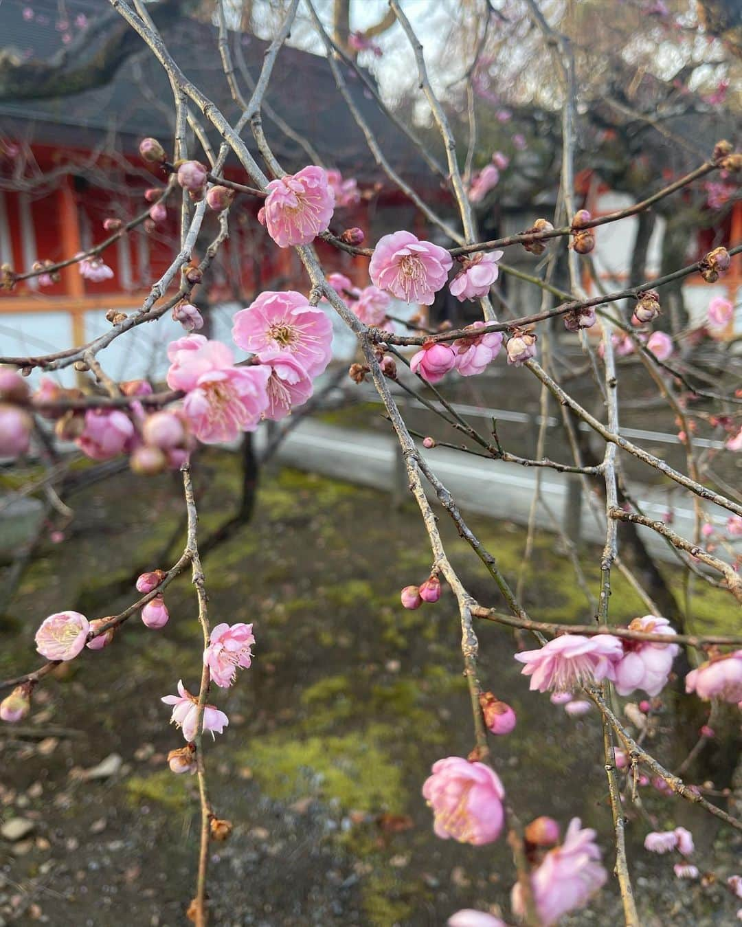 鈴木砂羽さんのインスタグラム写真 - (鈴木砂羽Instagram)「北野天満宮、 10代のときに訪れて以来でした🫢  梅の早咲き。 見頃まではもうひとこえ、、！  でもお天気も良く、 境内にほのか〜に薫っていて 春の気配を そこかしこに感じた1日でした☺️ #京都 #北野天満宮 #北野天満宮梅苑  #梅の花 #味わいがあるんだな」2月12日 20時06分 - bombon_sawa