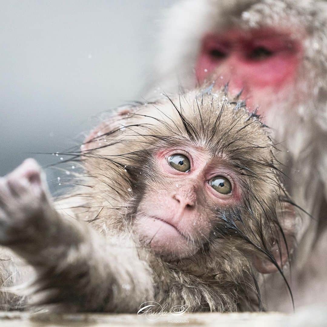 Asuka（明日香）のインスタグラム：「* * トミコさんの子🐒 * * たまにはこっちにも☺️ その他の🐒写真はこちら→ @love_____monkey   2023.02.10 14:53p.m.  α7RIII × FE 100-400mm F4.5-5.6 GM OSS  #地獄谷野猿公苑 #snowmonkey #スノーモンキー  #snow_monkey #サル #モンキー #monkey #wildlife #wildlifephotography #animalshots #japan #sonyalpha  #SonyImages #alpha_newgeneration #yourshotphotographer #sony #猿 #animal #わたしのやまのうち #長野のいいところ #長野 #おうちでながの #α7R3 #A7RIII #温泉 #hot_spring」