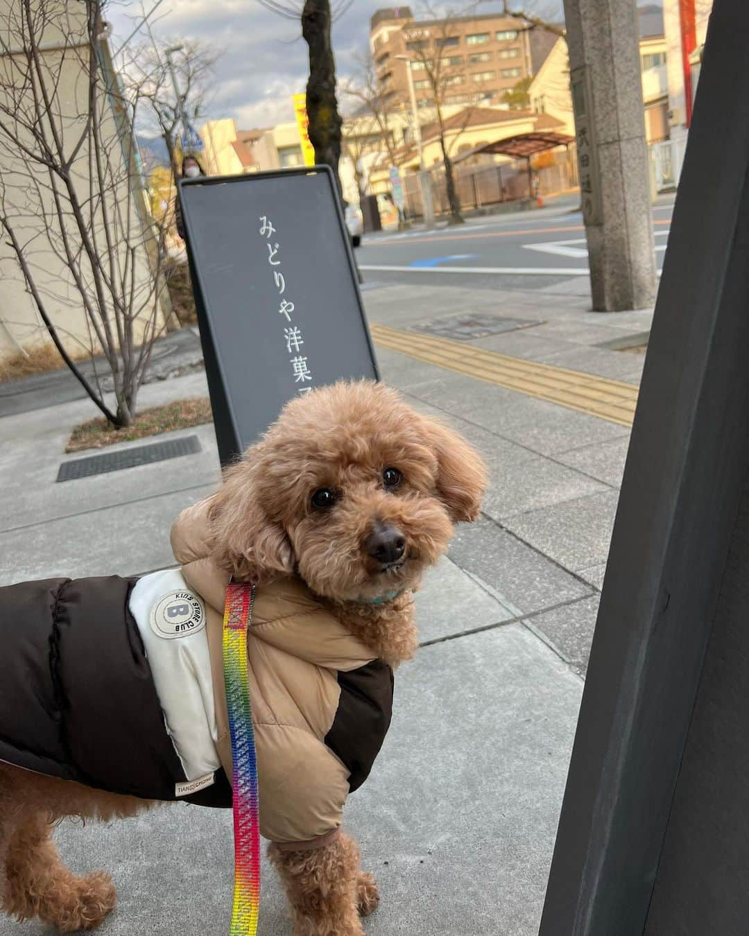 大須賀あみのインスタグラム：「ここのケーキ全部美味しいんだけど、私は特に ナッツのタルトと ミルフィーユが大好き🥣🐿  みるち🐶はトリミング前でもとっても可愛い。  #みどりや洋菓子店 #甲府ケーキ #甲府スイーツ #山梨スイーツ」