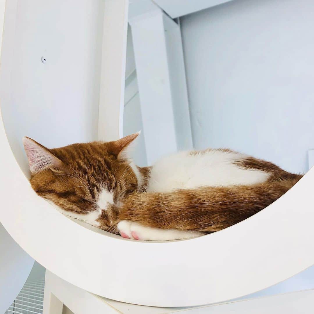 恒吉梨絵さんのインスタグラム写真 - (恒吉梨絵Instagram)「猫ちゃん😻  保護猫カフェへ行って来ました❤️ 可愛いよぉぉぉおおおお😭✨  #保護猫カフェ#保護猫喫茶#保護猫#ねこ」2月12日 14時00分 - rietsuneyoshi1