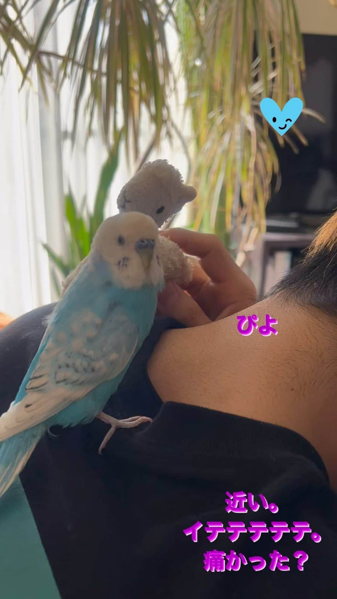 kotoripipipiのインスタグラム：「1人で二役😊 イテテテテテ。笑っちゃうでしょ😊 #おしゃべりインコ#セキセイインコ#セキセインコ#青い鳥#小鳥#鳥#ことり#いてててて #二役#おいで」