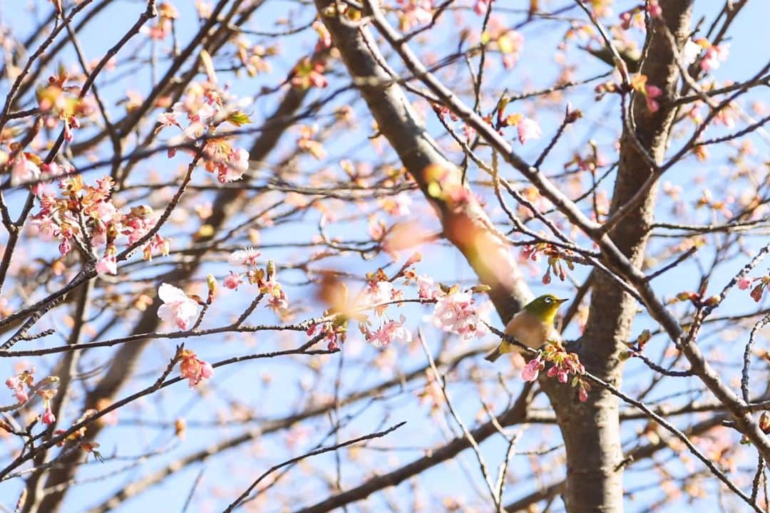 葉山町のインスタグラム：「- 春を感じるのは、いつもここから  #葉山歩き #葉山 #hayama #南郷上ノ山公園 #桜 #メジロ #nangokaminoyamapark #park #sakura #birdwatching #春の訪れ #わくわく してくる #毎年楽しみ #南郷の桜 みんなが #春 を感じるのはいつ？ #今日もおつかれさまでした」
