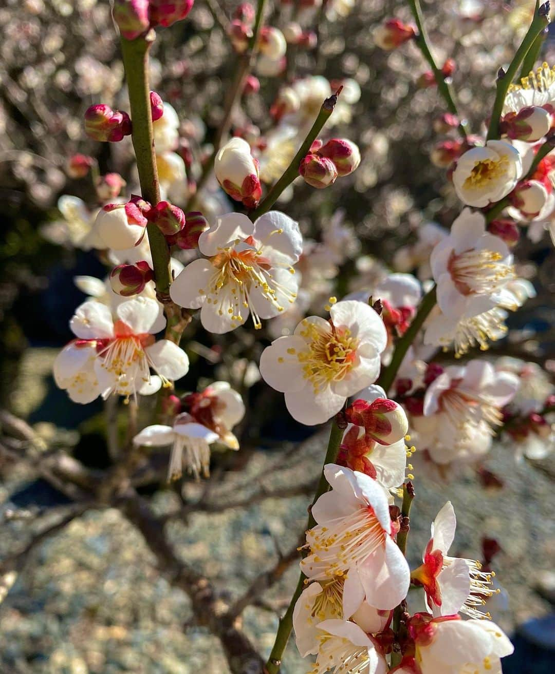 まみむめもちおさんのインスタグラム写真 - (まみむめもちおInstagram)「もうそんな季節ですか。」2月12日 16時39分 - mamimumemochio